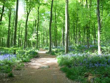 Blue Bell woods Wiltshire Blue Bell woods Wiltshire